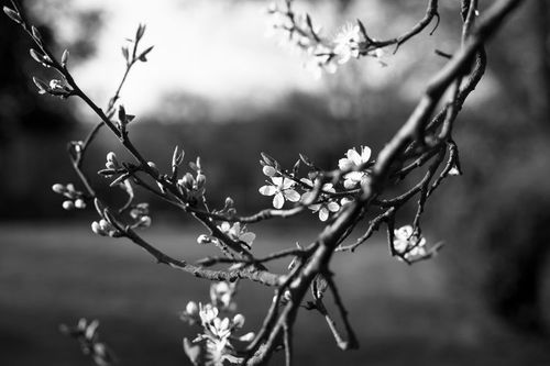 Damson blossom, April 2015