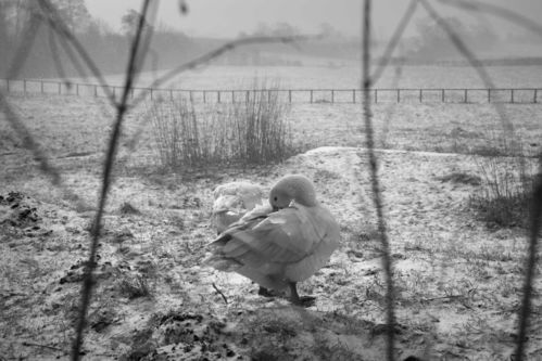 Geese in the snow, Ampleforth, March 2013