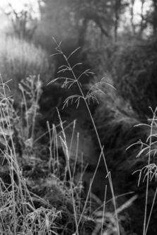 Hoarfrosted grass, Sproxton, January 2014
