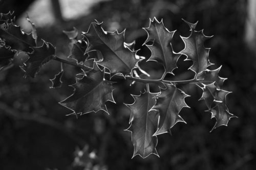 Holly, November 2016