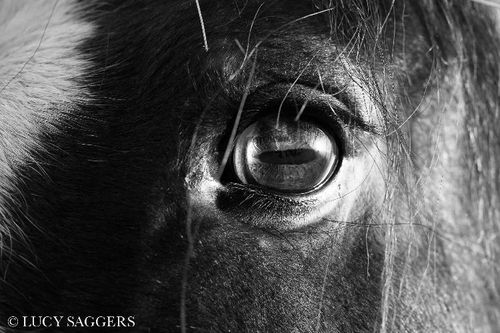 Horse's eye- Ampleforth- January 2016