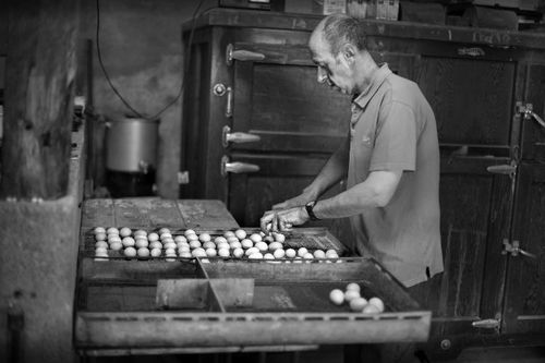 Jeffrey transferring eggs for hatching
