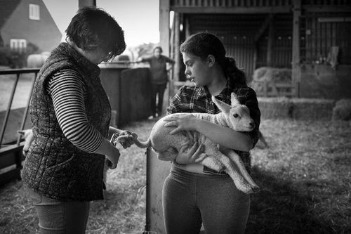 Louise, Amy and Joyce Wood docking lambs, 2017