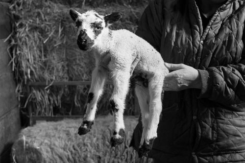 Mule lamb, Bransdale, March 2014