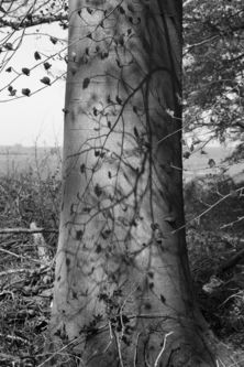 New beech leaf shadows, Sproxton, April 2015