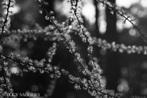 New growth, Wass woods, April 2015