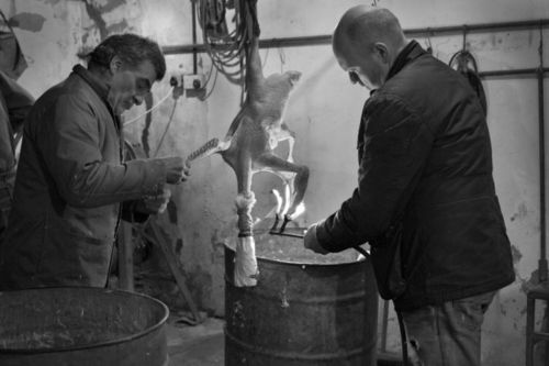 In the plucking shed, R. Todd & Son