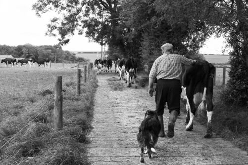 Paul Dunn bringing his cows in for milking, Helmsley, September 2016