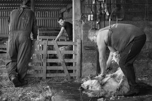 Shearing in Ampleforth, 2015