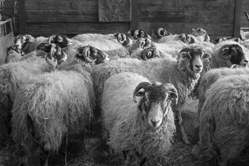 Swaledales