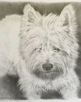 Westie