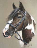 Horse Pastel Portraits