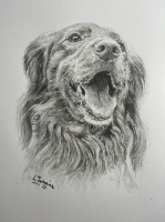 Graphite / charcoal / ink