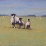 Peak District sheep
