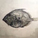 John Dory. SOLD