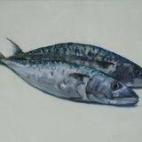 Cornish Mackerel. SOLD