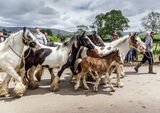 Taking horses to market