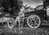 Appleby - dog and cart