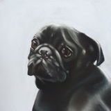"Black Pug" 8 x 8 in (Unframed) £65