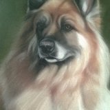 German Shepherd 10 x 8 in