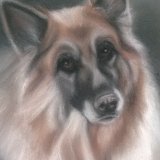 German Shepherd 8 x 6 in