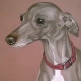 Italian Greyhound 9 x7 in