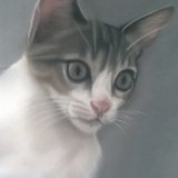 Tabby and White Kitten 8 x6 in