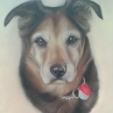 "Bobby" 10 x 8 in. This was done for the winner of a raffle in aid of Dikkie Doolittles dog rescue charity