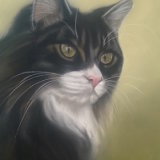 "Wookie" 12 x 8 in. This was donated as a raffle prize for Cats Protection League and raised £80