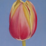 Tulip 6 x 4 in (in a 10 x 8 in mount) £40