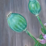 Poppy Heads and Mint 9 x 7 in (in a 10 x 12 in mount) £40