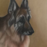"Callie" 14 x 11 in