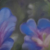 Johnson's Blue 8 x 8 in (in a 12 x 12 in mount) £65