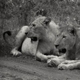 Lioness's