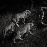 Cheetah  Family