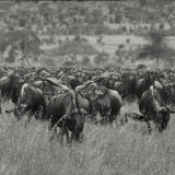 Great Migration