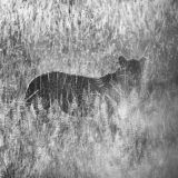 Monochromatic Africa