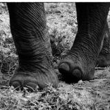 Elephant Feet