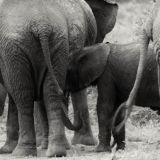 Elephant Family