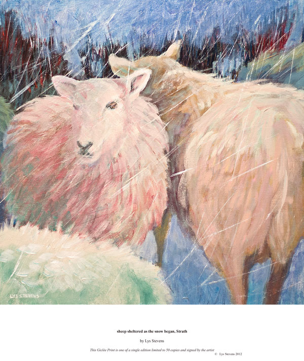 sheep sheltered as the snow began, Strath