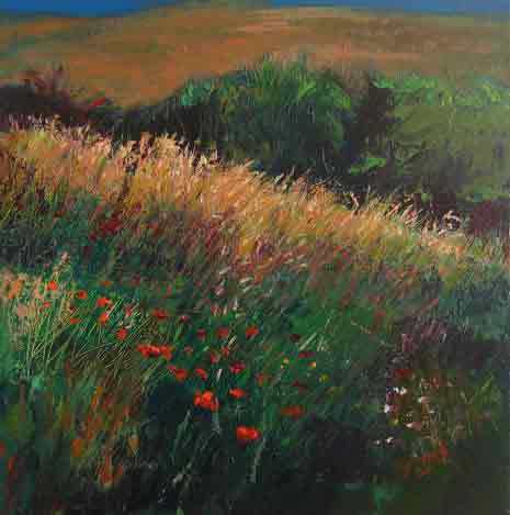 poppies in the grasses