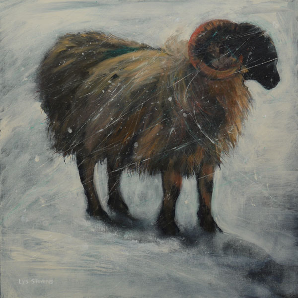 Noreen's shivery sheep