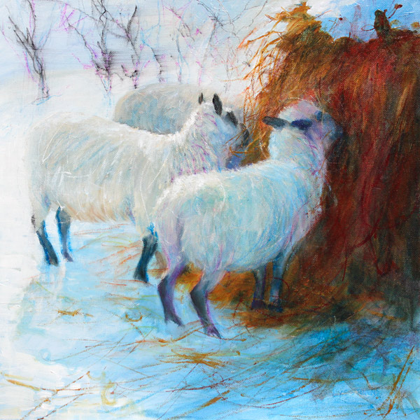 Gairloch's winter hungry sheep