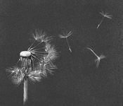 dandelion breath