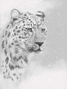 watching, snow leopard
