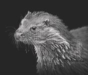 wee wet otter