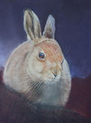 wee wise leveret