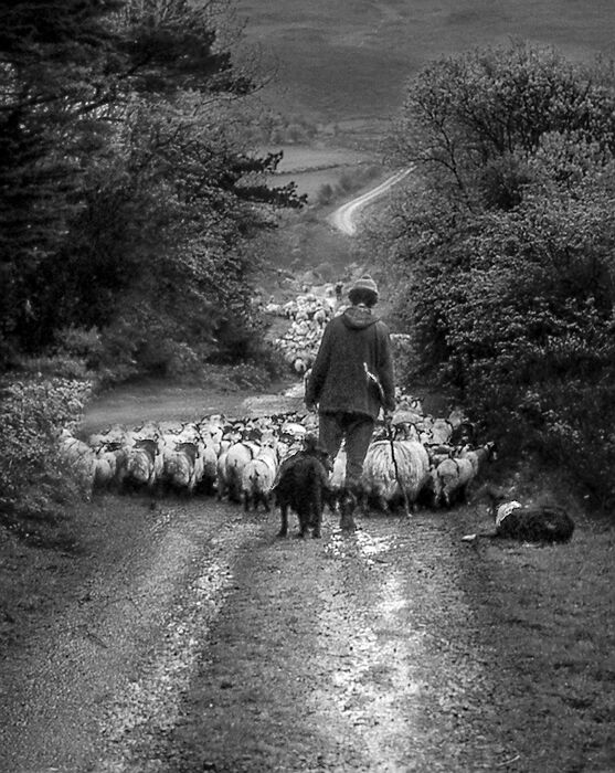 Taking the flock down a long and winding road