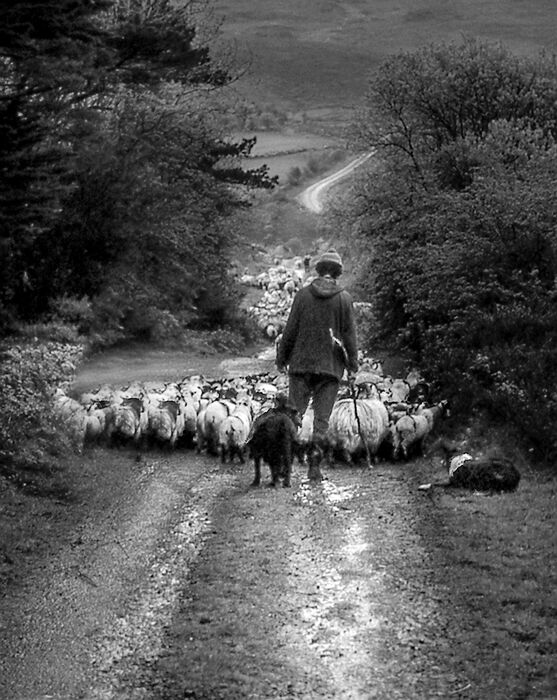 Taking the flock home