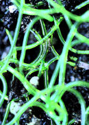 Non-stop ponics [digital print 2008, edition of 1]